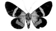 Mariposa Nocturna o Polilla  (Segunda Parte)